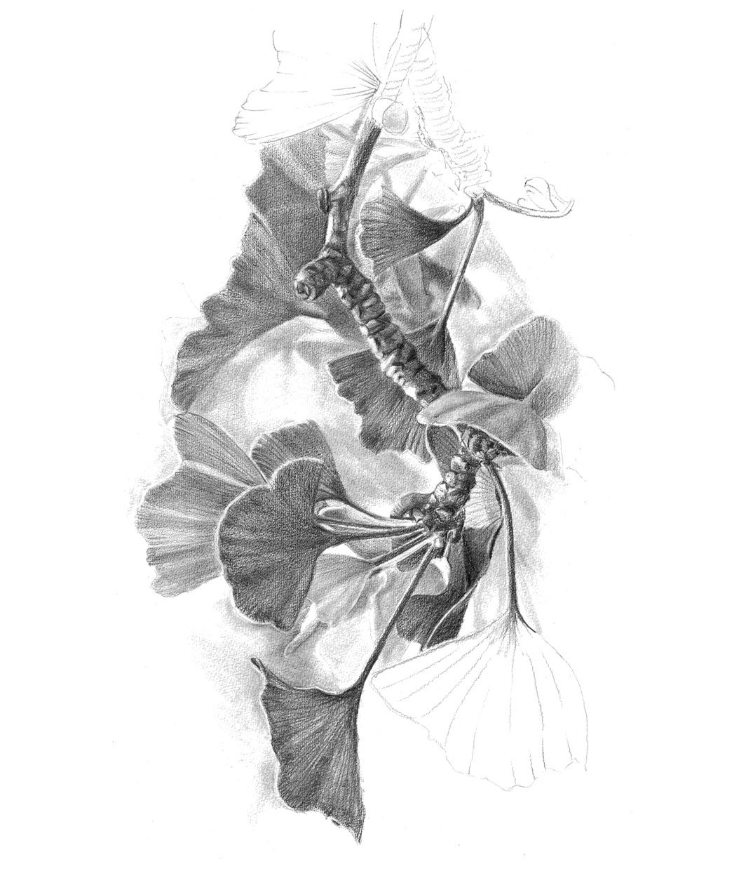 realistic black and white illustration of leaves